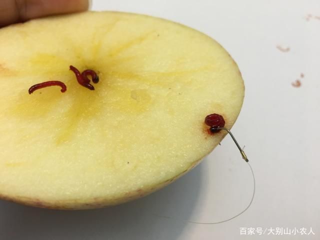 魟魚活餌處理方法詳解（飼養(yǎng)魟魚時，活餌是常見的食物之一但為了確保魟魚的健康至關重要）