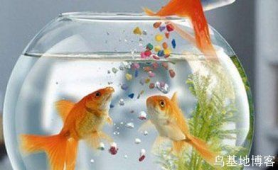 龍魚養幾條風水最好呢，龍魚養幾條最好