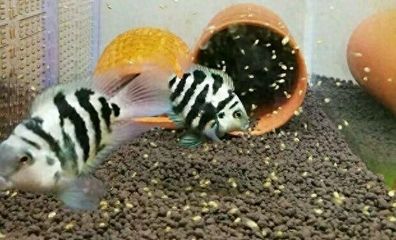 龍魚寓意是什么生肖（ 龍魚寓意是什么生肖呢）