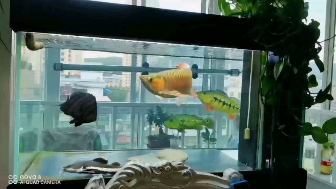 廣州最大賣(mài)龍魚(yú)的地方在哪里啊多少錢(qián) 廣州龍魚(yú)批發(fā)市場(chǎng)gg祥龍魚(yú)場(chǎng)