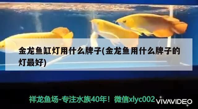 魚缸水白泡沫怎么辦(魚缸水發(fā)白泡沫很多) 龍魚百科 第3張 魚缸水白泡沫怎么辦(魚缸水發(fā)白泡沫很多) 魚缸水白泡沫怎么辦(魚缸水發(fā)白泡沫很多) 龍魚百科 第3張
