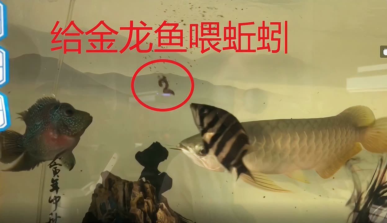 金龍魚吃蚯蚓：金龍魚可以吃蚯蚓嗎，金龍魚可以吃蚯蚓的嗎，需要注意什么