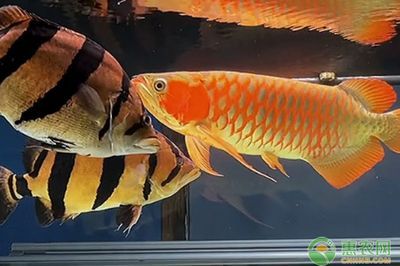 龍魚(yú)可以喂什么，龍魚(yú)飼料品牌推薦 龍魚(yú)可以喂什么，龍魚(yú)飼料品牌推薦 龍魚(yú)百科 第4張
