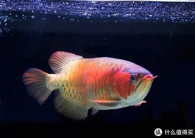 龍魚(yú)可以喂什么，龍魚(yú)飼料品牌推薦 龍魚(yú)可以喂什么，龍魚(yú)飼料品牌推薦 龍魚(yú)百科 第6張