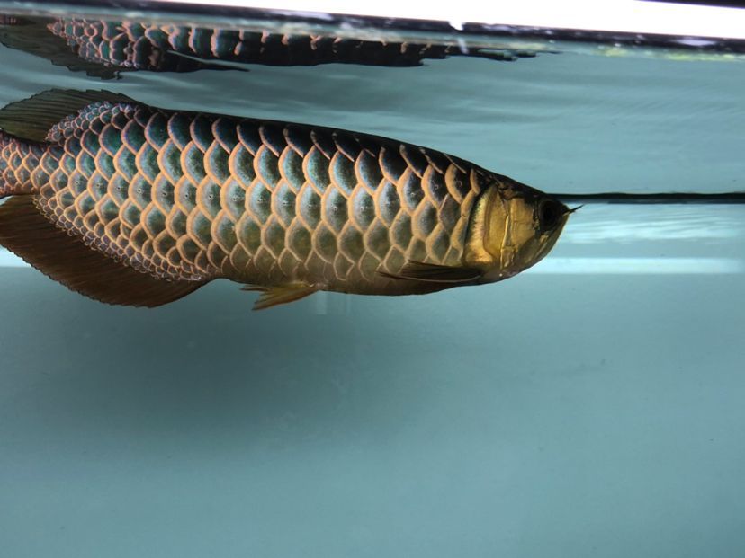 龍魚擦缸用什么藥，龍魚擦缸時常用的藥物包括高錳酸鉀、黃粉和呋喃西林