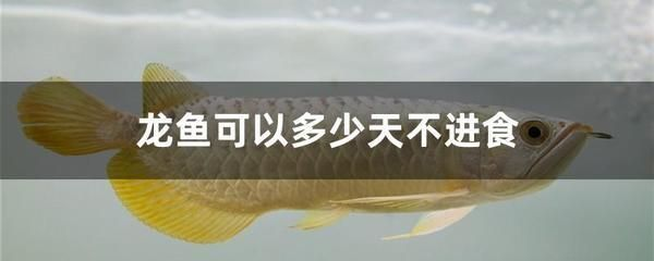 龍魚不進(jìn)食看不出來(lái)什么病，龍魚不進(jìn)食可能由多種原因引起