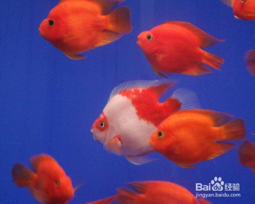 怎么樣有助于金龍魚爬背快一點呢：助力金龍魚快速爬背，多維度養護秘籍
