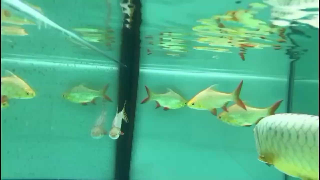 大慶二手魚缸58同城電話號碼多少啊（大慶魚缸廠家直銷）