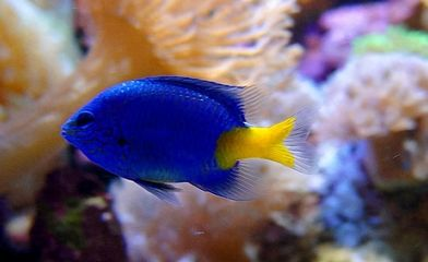 金龍魚藍色背景是什么，金龍魚的藍色背景的科學原理