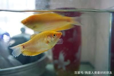 如何看龍魚的年齡，如何判斷龍魚的壽命 如何看龍魚的年齡，如何判斷龍魚的壽命 龍魚百科 第1張