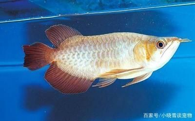 龍魚下鹽需要停食嗎，龍魚下鹽后的最佳喂食時間