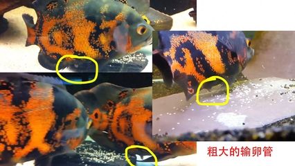 龍魚用藍色背景好嗎：藍色背景對龍魚的影響
