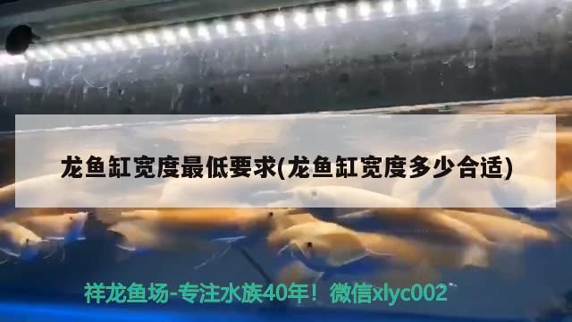 龍魚(yú)和虎魚(yú)混養(yǎng)用什么背景好 龍魚(yú)虎魚(yú)配什么魚(yú)
