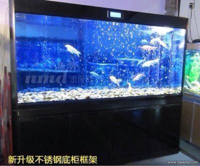 怎樣挑選龍魚最好的魚：怎樣挑選龍魚最好