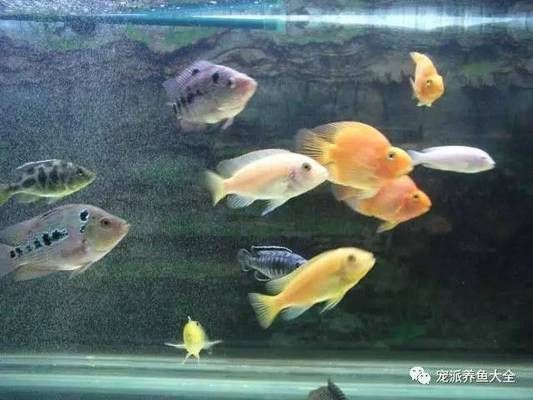 怎樣挑選龍魚最好的魚：怎樣挑選龍魚最好