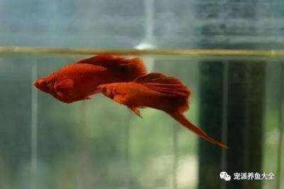 紅龍魚應該怎么養：紅龍魚飼養水溫調節技巧紅龍魚飼養水溫調節技巧