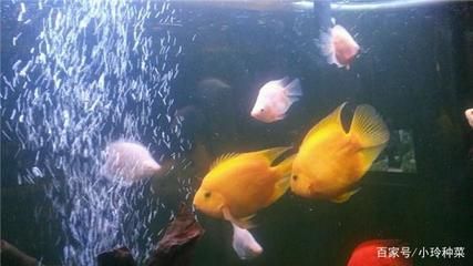 紅龍魚應該怎么養：紅龍魚飼養水溫調節技巧紅龍魚飼養水溫調節技巧