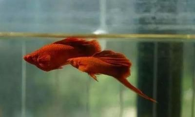 紅龍魚應該怎么養：紅龍魚飼養水溫調節技巧紅龍魚飼養水溫調節技巧