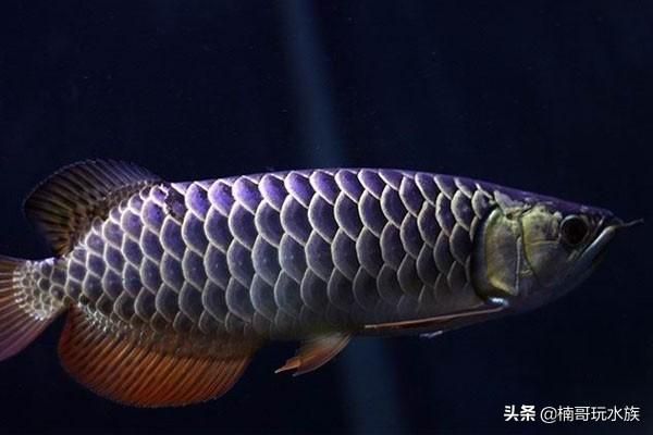 金龍魚寫真照片高清，金龍魚寫真照片高清攝影技巧金龍魚品種欣賞指南