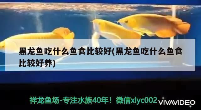 怎樣裝飾魚缸好看視頻大全 怎么裝飾魚缸好看