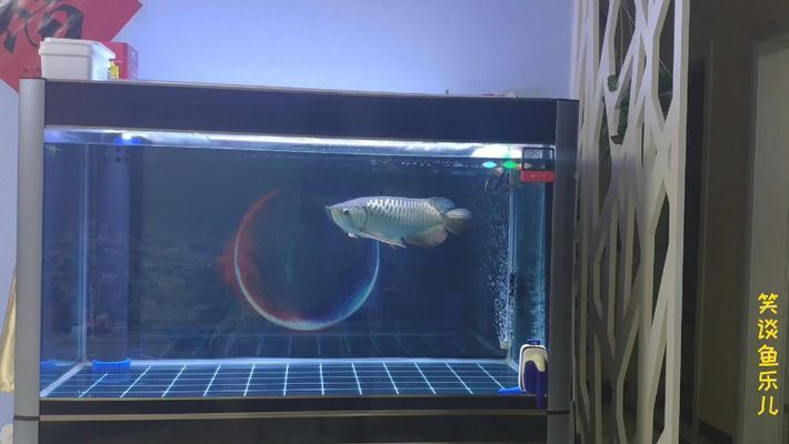 銀龍魚適合和什么魚一起養 銀龍魚和什么魚混養好看