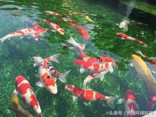 生態魚缸批發商（生產魚缸廠家）