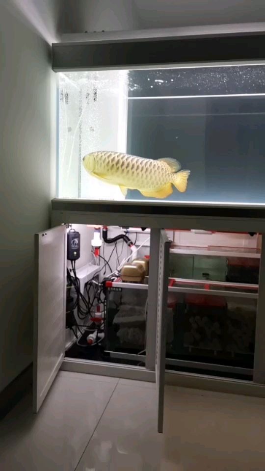 金魚缸清理糞便視頻（金魚缸清理糞便視頻教程）