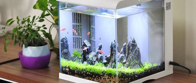 龍魚(yú)和什么魚(yú)搭配顯得高檔一點(diǎn)呢，高檔水族箱布置技巧分享龍魚(yú)與虎魚(yú)混養(yǎng)技巧分享