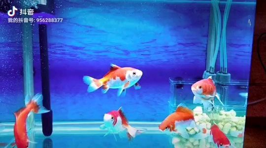 龍魚幾天不吃東西了是怎么回事兒（ 龍魚幾天不喂食會怎么樣）
