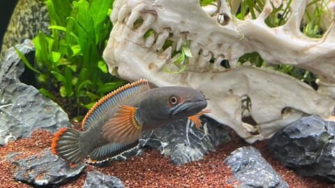 雷龍魚哪個品種好養活，適合新手養殖的雷龍魚品種