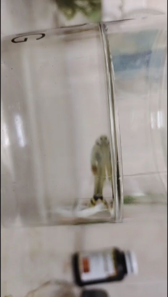 魚缸氧氣泵多久開一次合適（魚缸氧氣泵開多久比較合適）