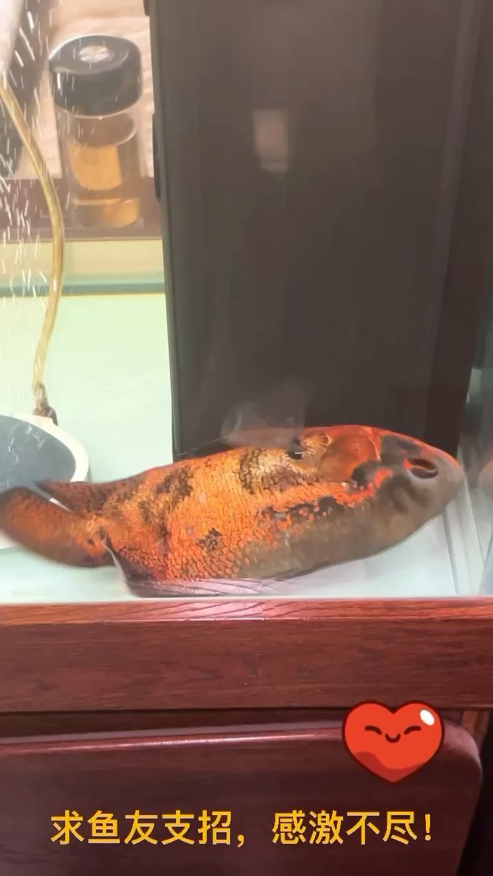 江蘇彩蝶魚缸官網地址（彩蝶魚缸廠家客服電話）