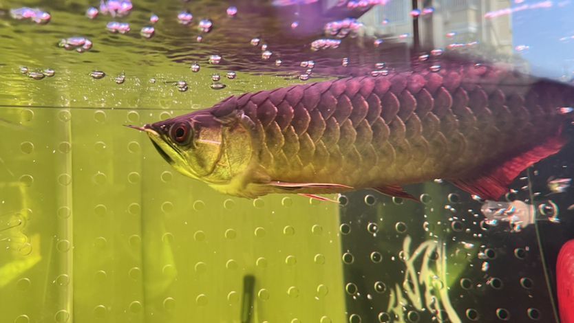 夏天龍魚趴缸是什么原因（龍魚趴缸怎么治療溫度）