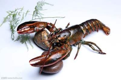 家里龍魚突然死了什么預兆解夢