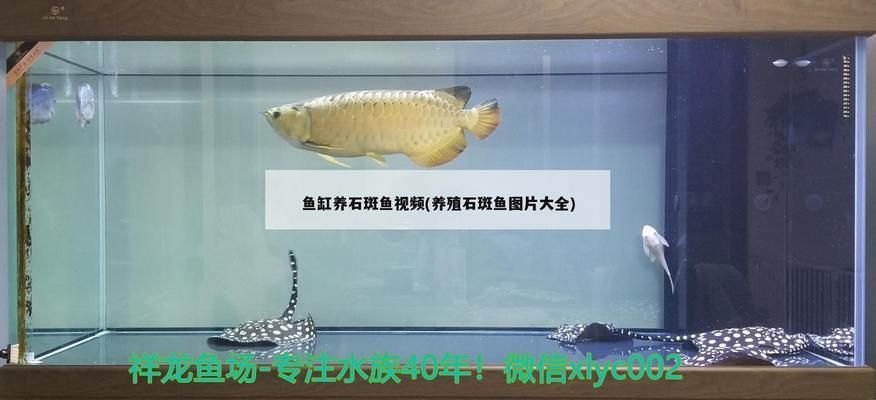 龍魚活魚混養可以嗎視頻：龍魚活魚混養的藝術與科學