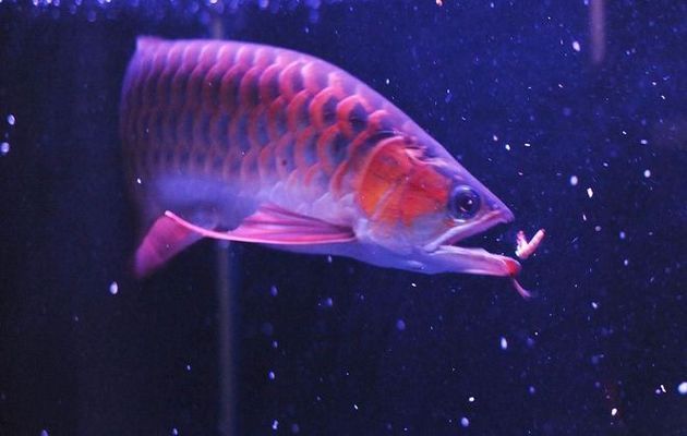 龍魚在哪里養，廣東省和江蘇省南京市是龍魚養殖主要地區