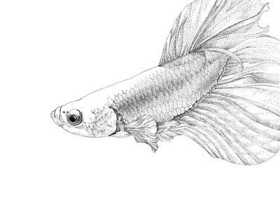 龍魚怎么畫簡單，如何給龍魚上色，龍魚繪畫常見錯誤