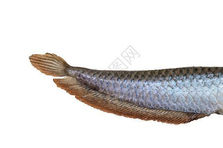龍魚圖案，龍魚圖案在現代設計中的應用