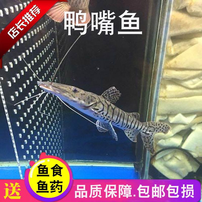 最漂亮的紅龍魚品種圖片欣賞大全：最漂亮的紅龍魚品種圖片欣賞，探尋水中精靈的奇幻色彩