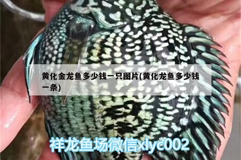 青島觀賞魚批發市場電話（ 青島賣觀賞魚）