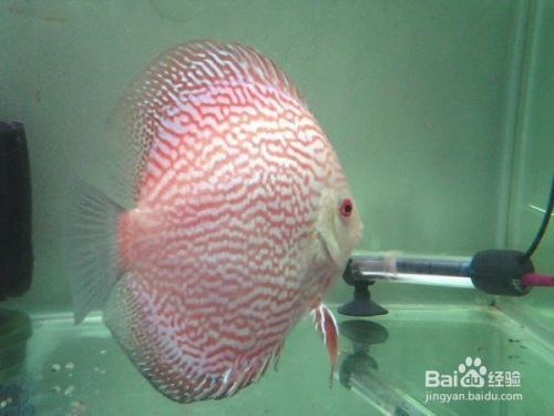 龍魚養殖場怎么樣賺錢：龍魚養殖場，探尋獨特魅力與養殖奧秘