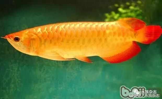 龍魚介紹圖，龍魚飼養技巧分享