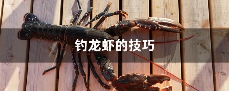 龍魚彎曲如何矯正（ 龍魚彎了怎么回事）