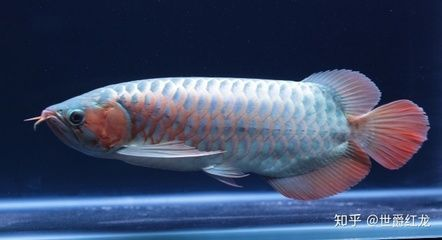 龍魚會攻擊其他魚嗎：如何降低龍魚攻擊性？