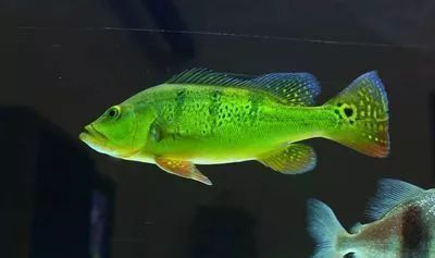 龍魚會攻擊其他魚嗎：如何降低龍魚攻擊性？