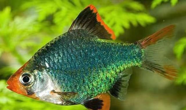 魚缸底部拉筋有必要嗎 魚缸底部拉筋有必要嗎視頻