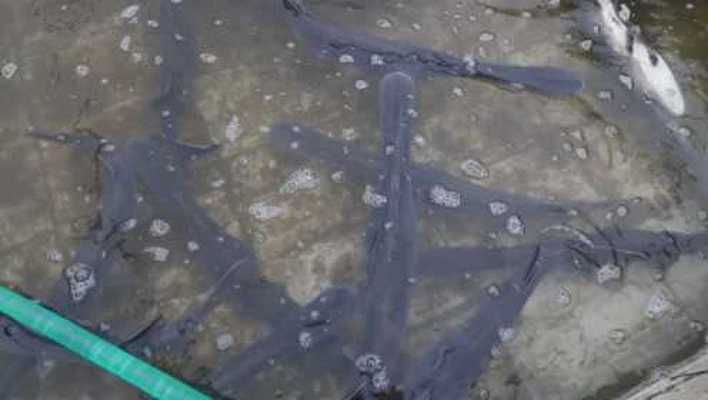 觀賞魚大尾巴飄逸什么原因呢 魚的尾巴往上飄