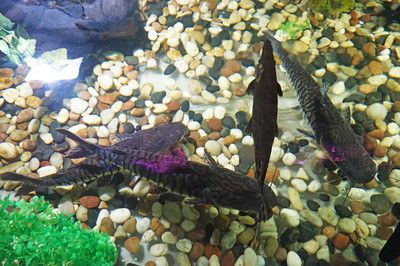 鄭州龍魚出售價格多少錢一斤：鄭州龍魚出售價格大揭秘，珍稀寵物的多元價位與市場行情