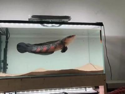 雷龍魚商紅色水，關于“雷龍魚商紅色水”的詳細解釋