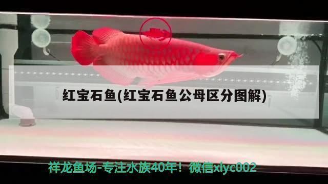 中華鱘和鱘龍魚圖片對比：探秘中華鱘與鱘龍魚的神秘世界—珍稀物種的視覺盛宴